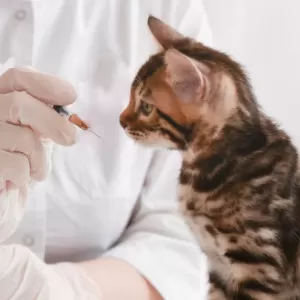 犬と猫のワクチン接種時期とその重要性のサムネイル