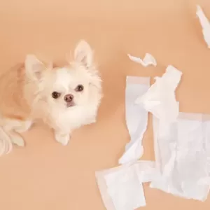 犬と猫のストレスサインとその解消法のサムネイル