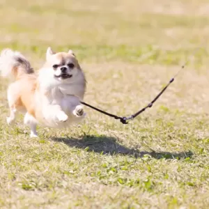 犬の散歩中に起こるトラブル解決法　安全で楽しい散歩のためにのサムネイル