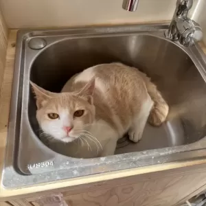 保護猫日記🐱のサムネイル