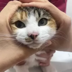 保護猫日記🐱のサムネイル