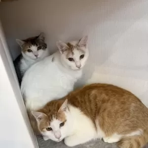 保護猫日記🐱のサムネイル