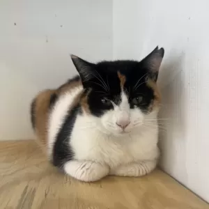 保護猫日記🐱のサムネイル