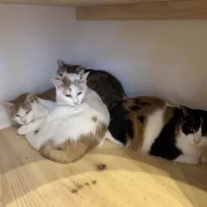 保護猫日記🐱のサムネイル