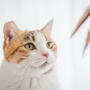 猫のFIP（猫伝染性腹膜炎）の原因と予防策のサムネイル