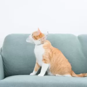 猫のFIPとストレス：知っておくべき原因と対策のサムネイル