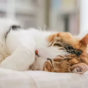 猫のFIP初期症状と対策｜早期発見に役立つポイントのサムネイル