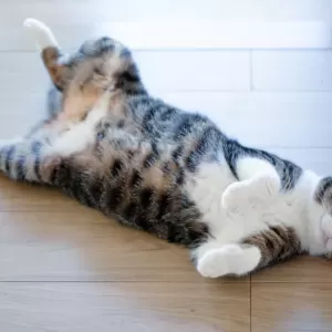 猫のFIP（猫伝染性腹膜炎）とは？感染経路と予防方法のサムネイル