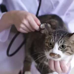 猫のFIPと保険適用について知っておくべきポイントのサムネイル