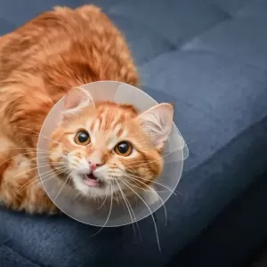 猫のコロナウイルスとFIPについて：症状、診断、治療法のサムネイル