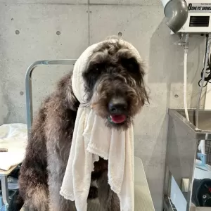 あんこ日記🐶のサムネイル