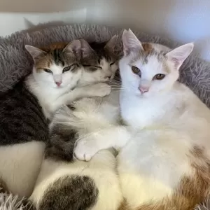 保護猫日記🐱のサムネイル