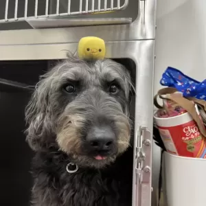 あんこ日記🐶のサムネイル