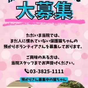 保護猫預かりボランティア募集🐈のサムネイル
