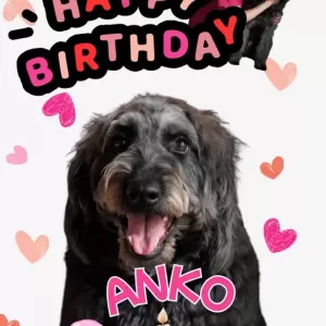 あんこ日記🐶のサムネイル