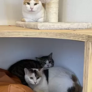保護猫日記🐱のサムネイル