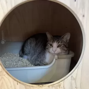 保護猫日記🐱のサムネイル