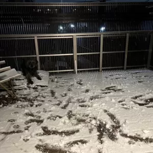 あんこ日記🐶のサムネイル