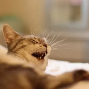 猫がくしゃみをする原因とは？考えられる理由と対処法のサムネイル