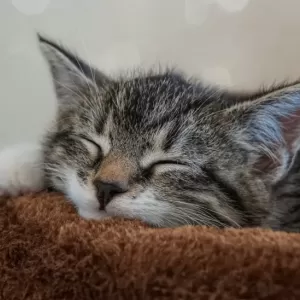 猫のストレス解消法｜猫の健康と幸せを守るためにのサムネイル