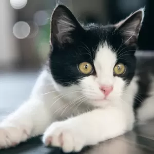 猫の元気がないときの原因と対処法｜早期発見とケアのポイントのサムネイル