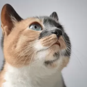 猫の口臭がドブ臭い？原因と対策法を徹底解説のサムネイル