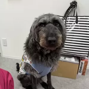 あんこ日記🐶のサムネイル