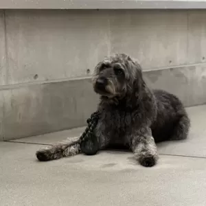 あんこ日記🐶のサムネイル