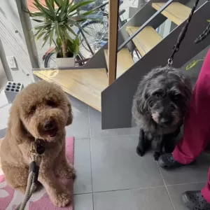あんこ日記🐶のサムネイル
