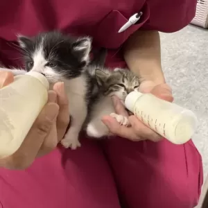 保護猫日記🐱👶のサムネイル