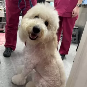 るいるい日記👶🐶のサムネイル