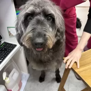 あんこ日記🐶のサムネイル