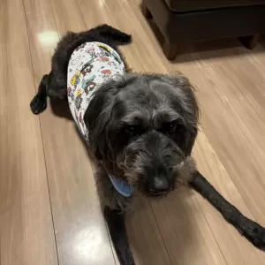 あんこ日記🐶のサムネイル