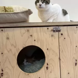 保護猫日記🐱のサムネイル