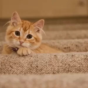 猫の腹水の見分け方と対策法｜健康管理のポイントのサムネイル