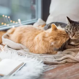 猫のFIPとドライタイプの症状｜早期発見と対応方法のサムネイル