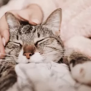 猫のFIP：再発の兆候と治療法について知っておくべきことのサムネイル