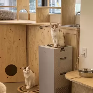 保護猫日記🐱のサムネイル