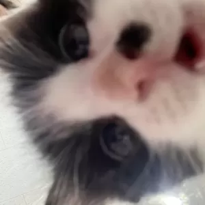保護猫日記🐱👶のサムネイル