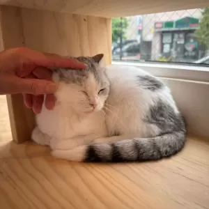 譲渡会を開催しました🐱✨のサムネイル