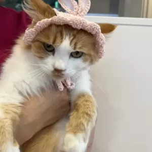 保護猫日記🐱のサムネイル