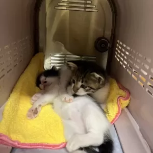 保護猫日記🐱👶のサムネイル