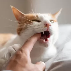 猫の噛み癖を直す方法｜正しい対応と対策のサムネイル