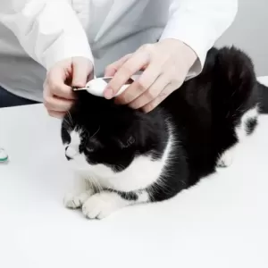 猫の糖尿病の症状と対策｜早期発見が大切な理由のサムネイル