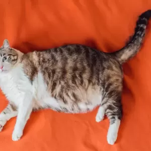 猫の肥満を見分ける方法と健康を維持するためのポイントのサムネイル