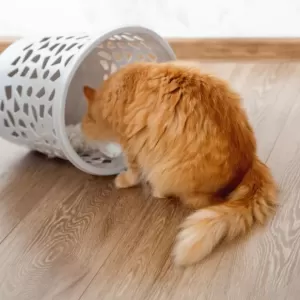 猫の甲状腺機能亢進症の症状と対策｜早期発見のポイントのサムネイル