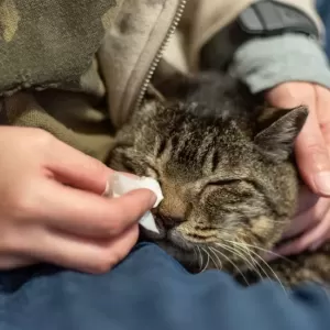 猫の目やにが黒い原因と対処法｜健康への影響と予防策のサムネイル