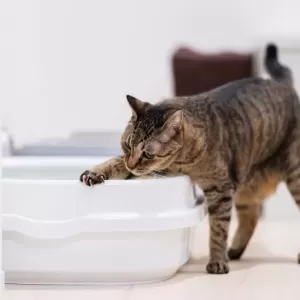 猫の便秘を解消する方法｜健康的な排便を促すポイントのサムネイル