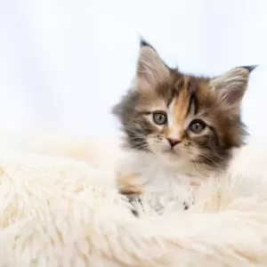 猫の心筋症と生存率について知っておくべきことのサムネイル