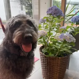 あんこ日記🐶のサムネイル